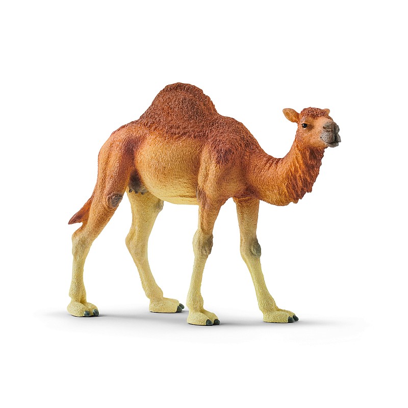 SCHLEICH WILD LIFE Dromedar